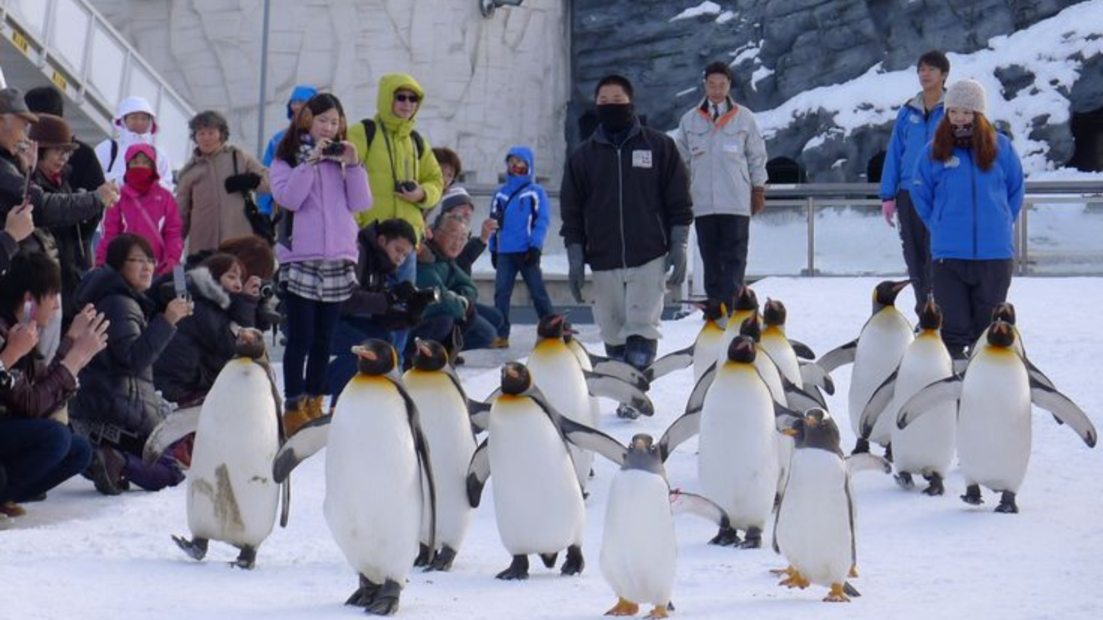 Walking Like a Penguin